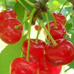অস্ট্রেলিয়ান রেড চেরী...