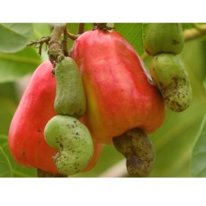 কাজু বাদাম
