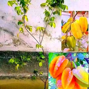 Kamranga কামরাঙ্গা