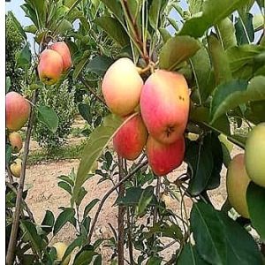 অস্ট্রেলিয়ান আপেল গাছ ...