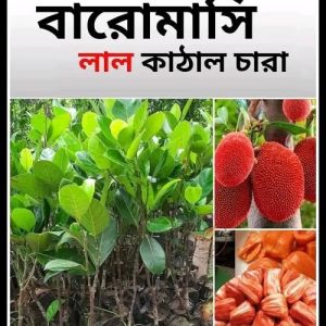 'লাল কাঁঠাল/গোলাপি কাঁঠাল /১২ মাসি সবুজ কাঁঠাল গাছ....