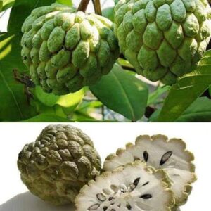 সবুজ শরিফা গাছ একটি.....
