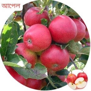 অস্ট্রেলিয়ান আপেল গাছ একটি....