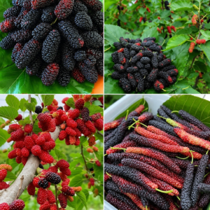 মালবেরি গাছ একটি