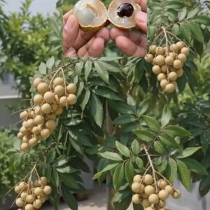 ফোর সিজন লংগান গাছ
